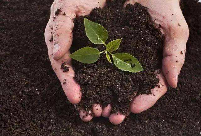 土壤檢測 土壤檢測